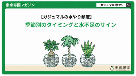 ガジュマルの水やり頻度｜季節別のタイミングと水不足のサイン