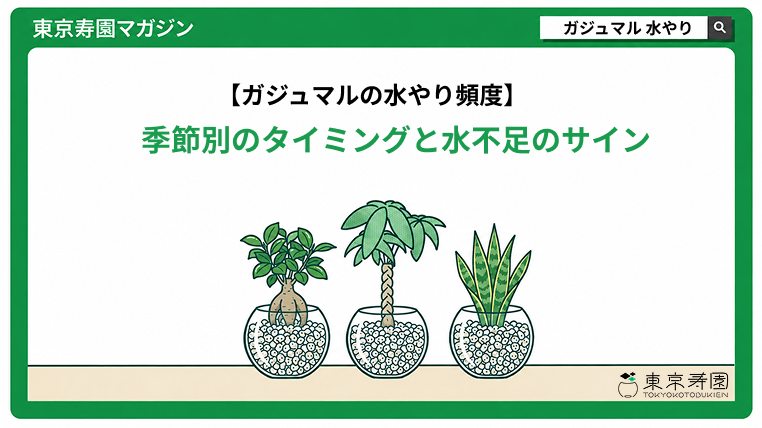 ガジュマル　水やり
