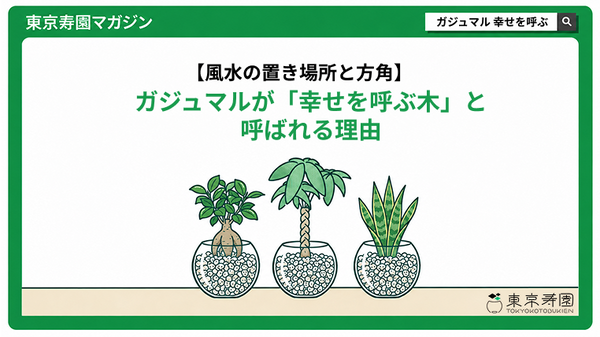 ガジュマルが「幸せを呼ぶ木」と呼ばれる理由｜風水の置き場所と方角