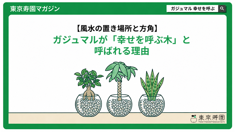 ガジュマル　幸せを呼ぶ