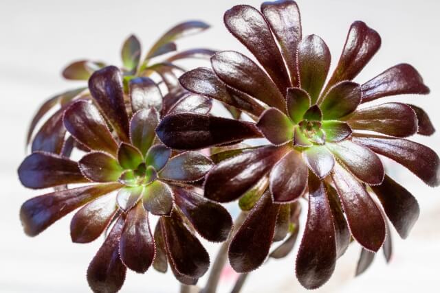 黒法師(クロホウシ)の育て方を紹介！特徴からトラブルの対処まで