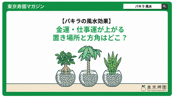 パキラの風水効果｜金運・仕事運が上がる置き場所と方角はどこ？