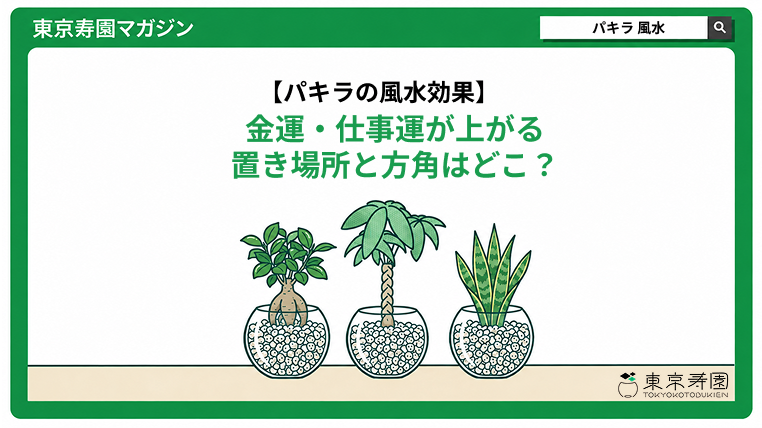 パキラ　風水