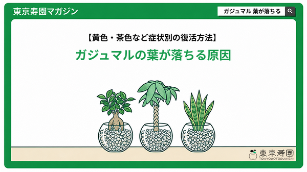 ガジュマルの葉が落ちる原因｜黄色・茶色など症状別の復活方法
