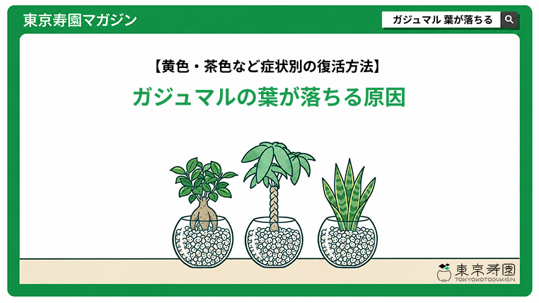 ガジュマル　葉が落ちる