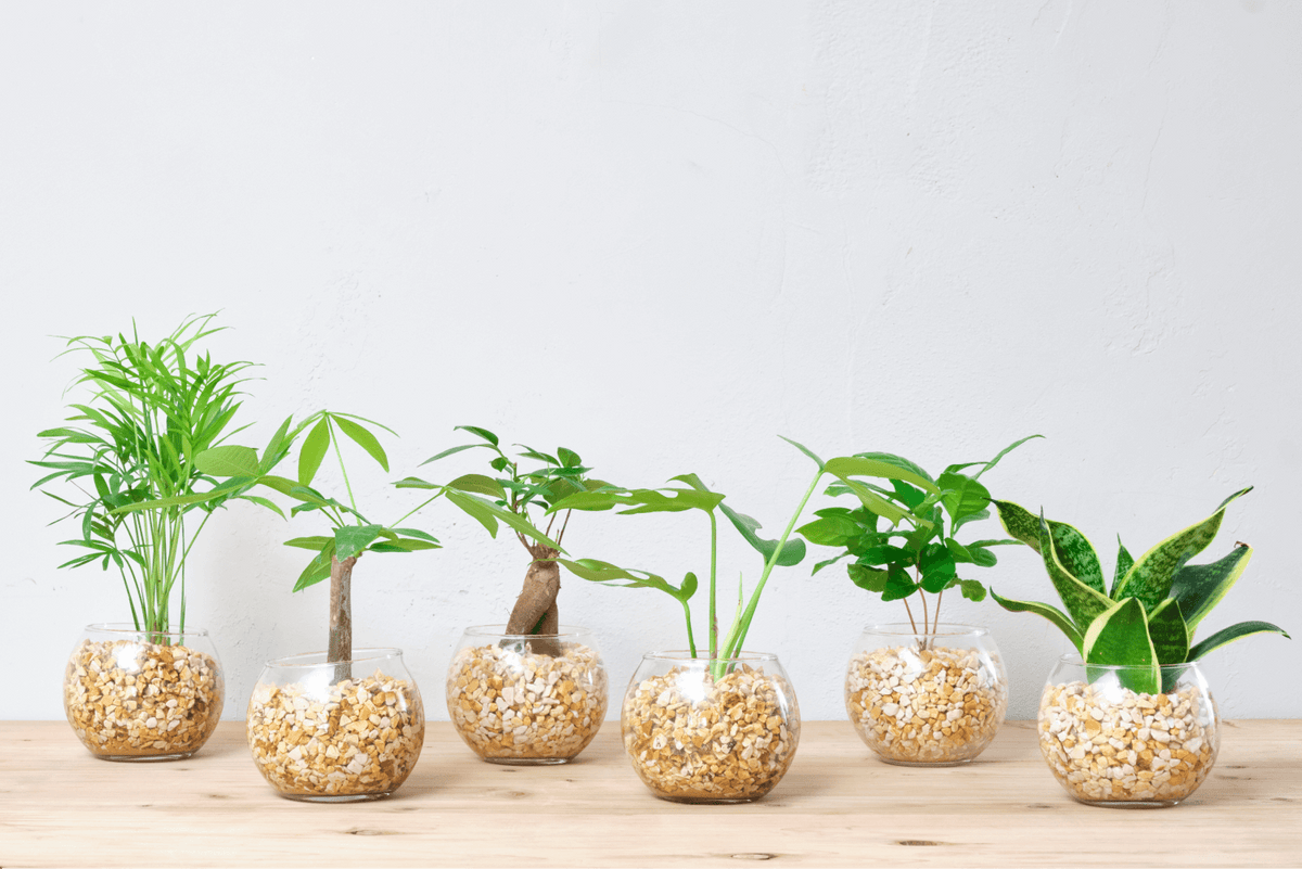 多肉植物の種類一覧！代表的な種類や見た目の特徴ごとに徹底紹介