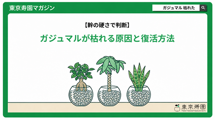 ガジュマルが枯れる原因と復活方法｜枯れたかは幹の硬さで判断