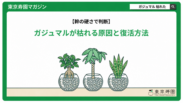 ガジュマルが枯れる原因と復活方法｜枯れたかは幹の硬さで判断
