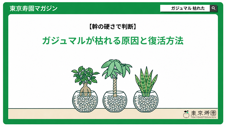 ガジュマルが枯れる原因と復活方法｜枯れたかは幹の硬さで判断