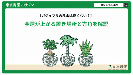 ガジュマルの風水は良くない？金運が上がる置き場所と方角を解説