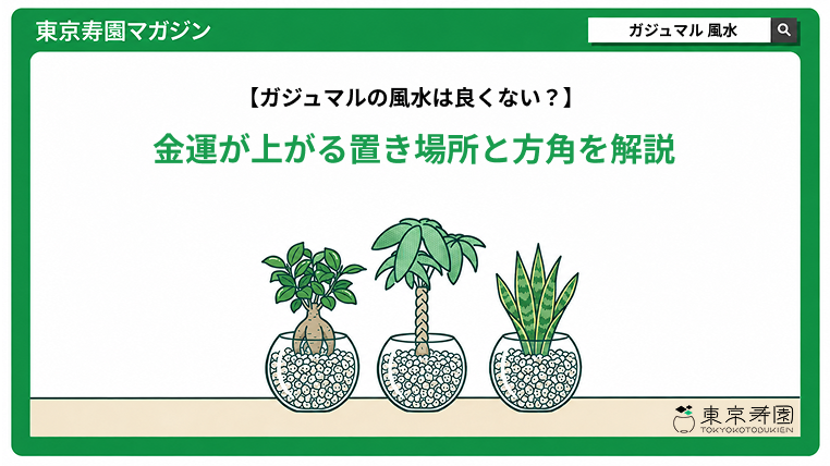 ガジュマル　風水