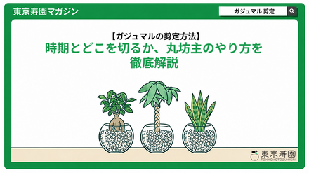 ガジュマルの剪定方法｜時期とどこを切るか、丸坊主のやり方を解説