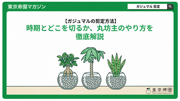 ガジュマルの剪定方法｜時期とどこを切るか、丸坊主のやり方を解説