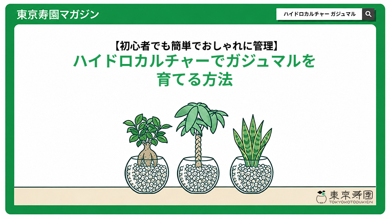 ハイドロカルチャーでガジュマルを育てる方法｜初心者でも簡単でおしゃれに管理