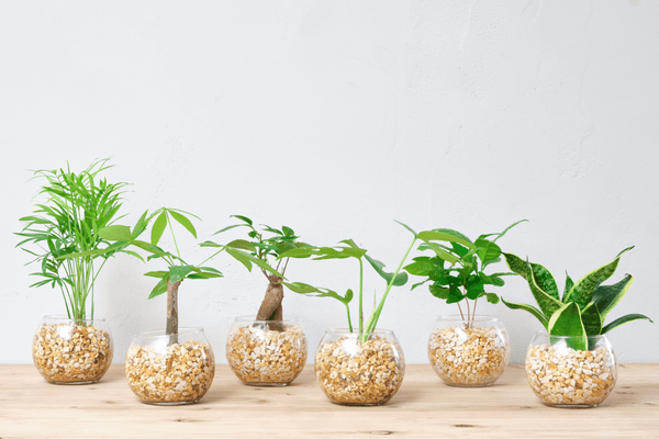 【徹底解説】ハイドロカルチャーの観葉植物を水槽で育てれるのは本当？