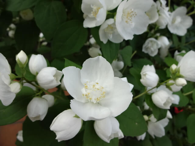 バイカウツギの花言葉とは？花言葉の由来から贈られるシーンまで紹介！