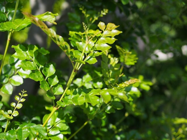 シマトネリコを植えてはいけない理由とは？後悔しないために知ろう！