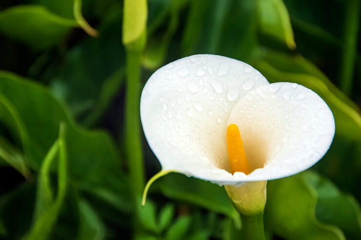 クワズイモの花が咲いたらするべきことを解説！咲かせる条件や方法も