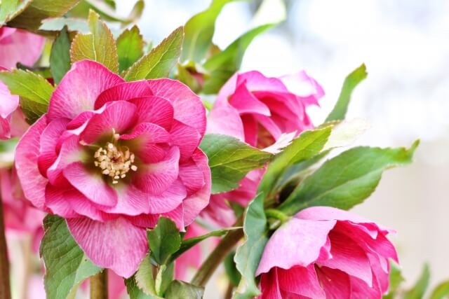 クリスマスローズのこぼれ種を放置するとどうなる？発芽条件まで解説