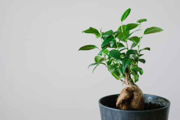 曲げ ねじれ ガジュマル 盆栽仕立て - 植物/観葉植物