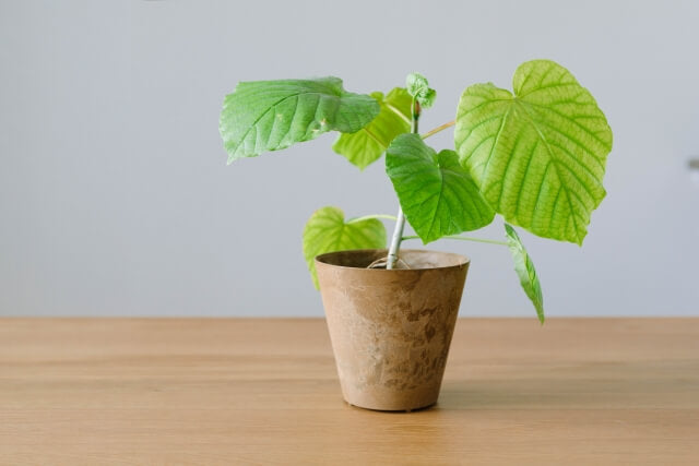 ウンベラータの正しい剪定方法！失敗しない手順やY字の仕立て方まで