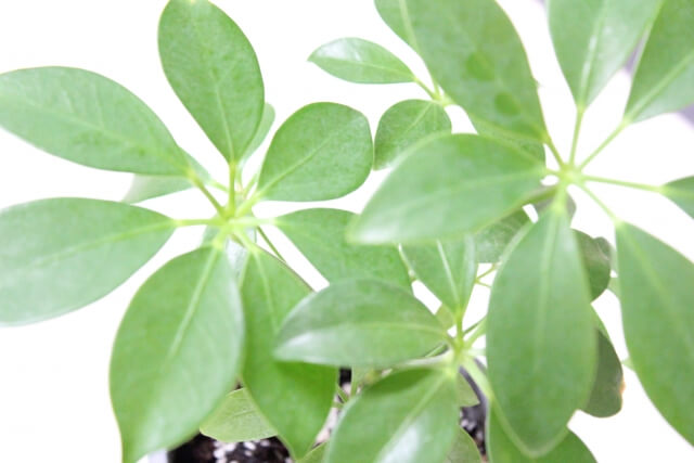 カポック(シェフレラ)の植え替えを解説！適した時期からお手入れまで