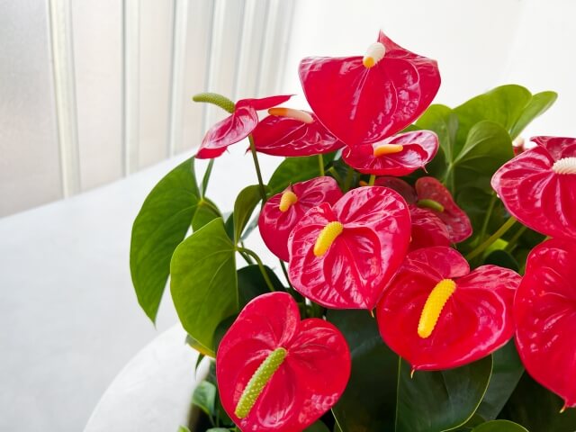 アンスリウムの失敗しない水耕栽培！土植えからの注意点まで徹底解説