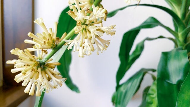 ドラセナの花が咲いたらすることとは？開花後の適切な処理方法を解説