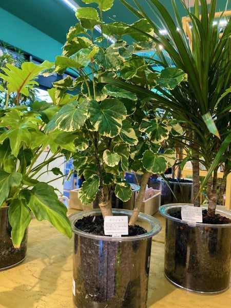 大型　高さ140cm 観葉植物　ハイドロカルチャー　モンステラ　黒炭使用 大型 高さ140cm 観葉植物 ハイドロカルチャー モンステラ 黒炭使用