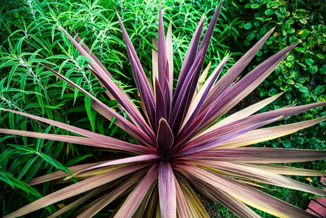 ドラセナとコルジリネの違いとは？ケア方法やトラブルの対処法を紹介！