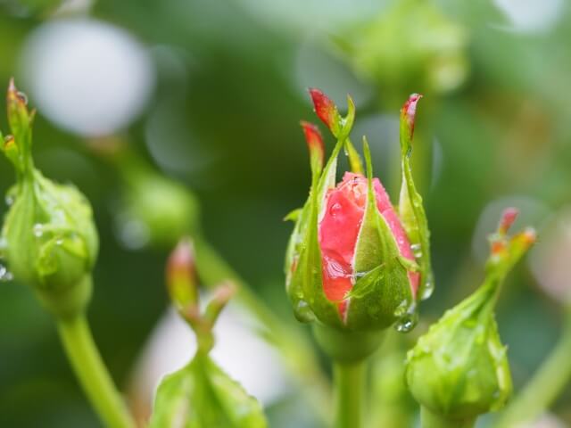 薔薇の蕾に関する知識から起こりうるトラブル、ケア方法まで解説