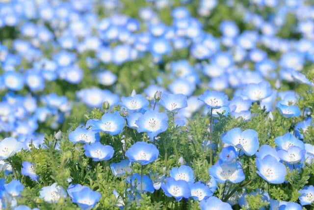 【2024年】北海道のネモフィラの名所3選！青い花畑を楽しもう