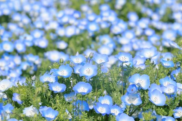 【2025年】北海道のネモフィラの名所2選！青い花畑を楽しもう