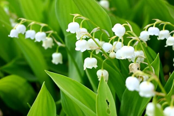 すずらんの花が終わったらやるべきお手入れを紹介！