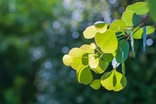 ユーカリの葉がパリパリする？！原因や対処法から予防方法まで解説！