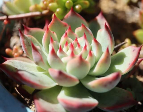 エケベリア属の多肉植物桃太郎の育て方を紹介！魅力から注意点