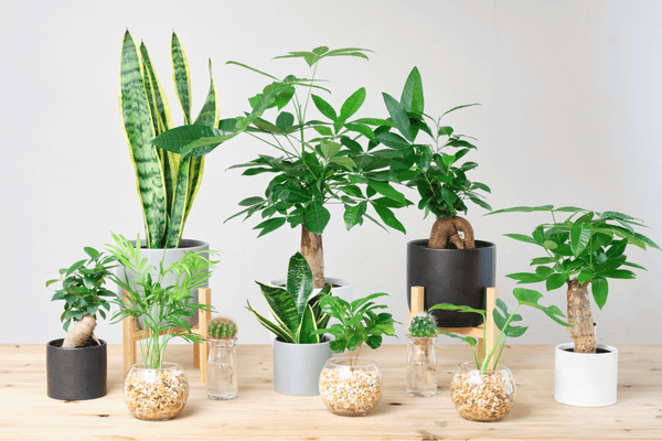 100均の観葉植物はきちんと育つの？選び方や日常のケア方法まで徹底解説