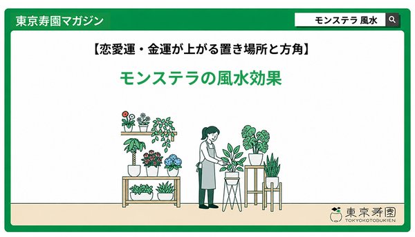 モンステラの風水効果｜恋愛運・金運が上がる置き場所と方角