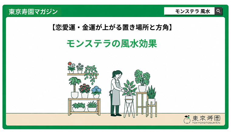 モンステラ　風水