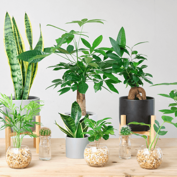 名前が分かりません。皐月 さつき鉢植え いかがでしょうか 名前が