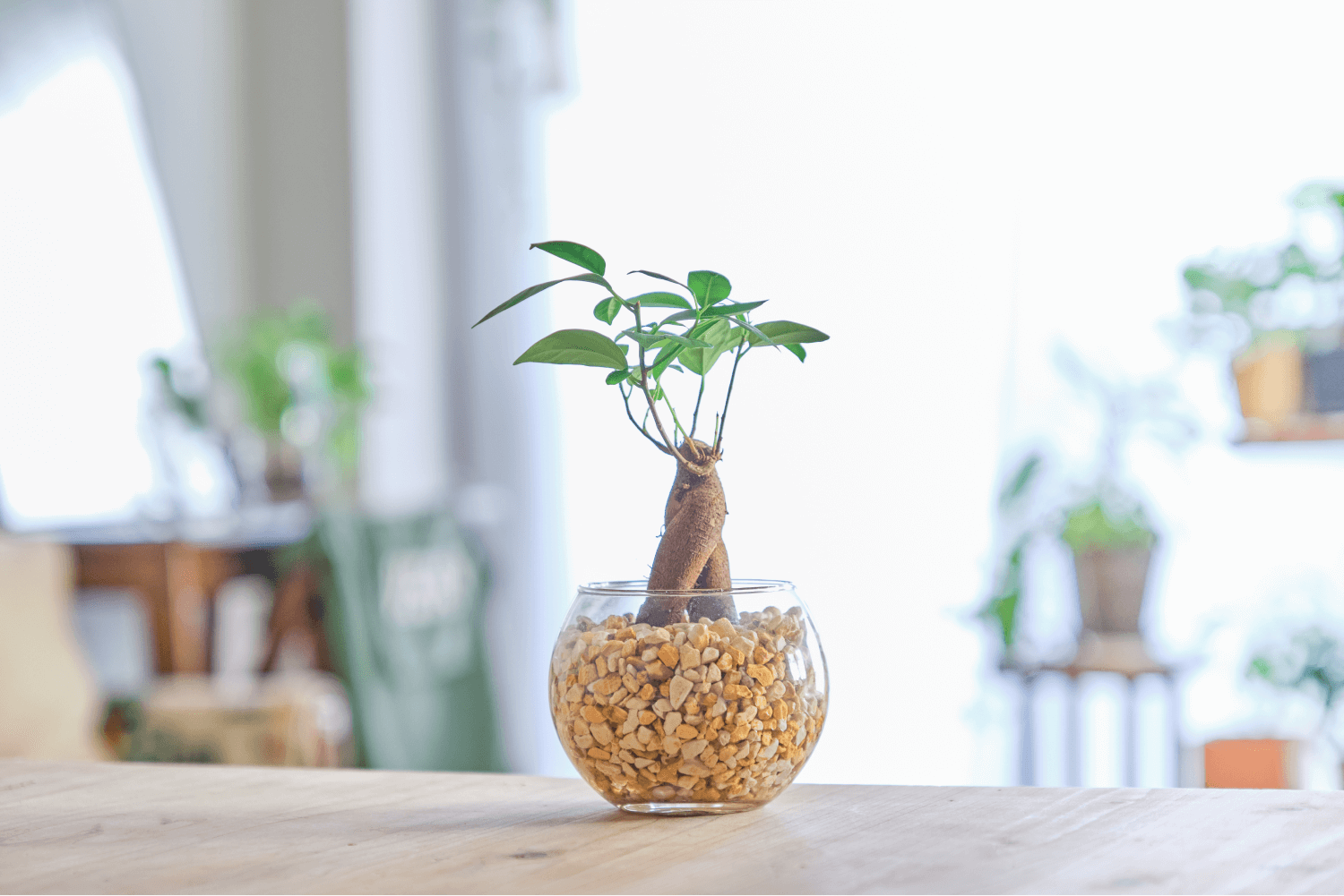 ガジュマルを通販で購入する方法！ポイントやサイトを徹底紹介