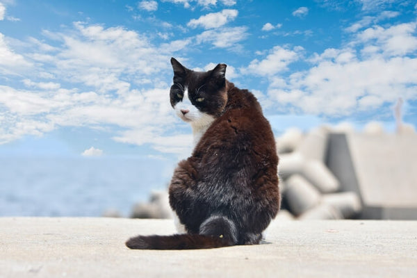 猫よけに効果絶大のハーブの種類を紹介！メリットやおすすめ商品まで