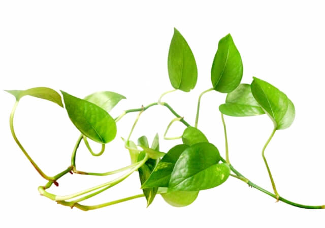 茎だけのポトスでも増やせるの？コツを押さえて簡単に増やそう！