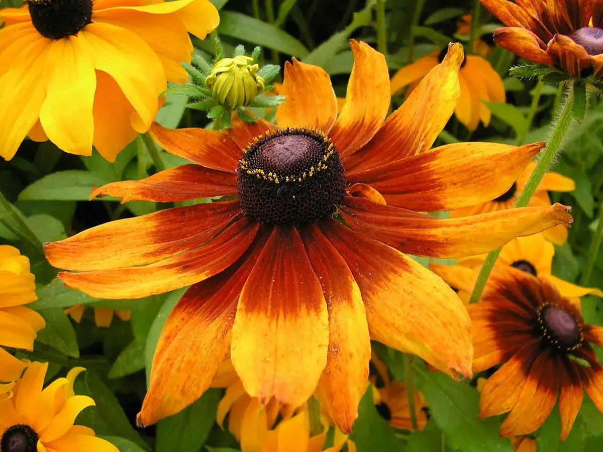 ルドベキアの花言葉とは？花言葉の由来から贈られるシーンまで紹介！