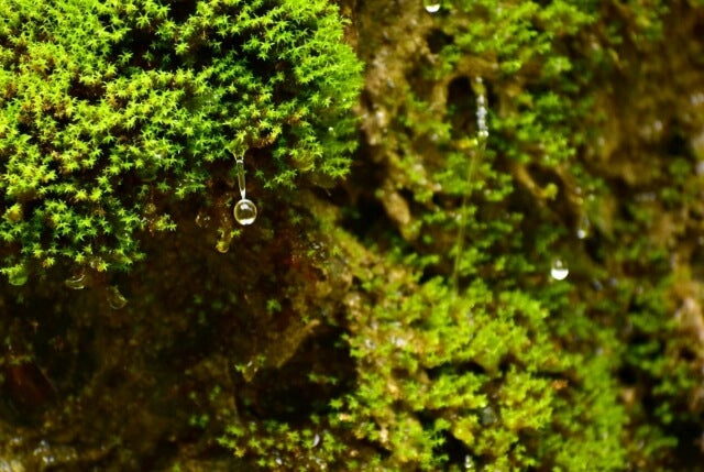 水苔の育て方を徹底解説！４つのポイントから上手な水苔の活用方法まで