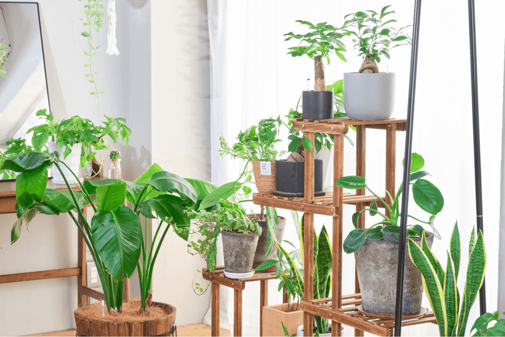 寄せ植えとはなに？ハイドロカルチャーで寄せ植えをする方法を