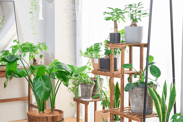 DIYで観葉植物を自由自在に吊るす！方法やおすすめの使い方を徹底解説