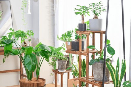 風水効果抜群の観葉植物を運気別に紹介！置き場所まで徹底解説
