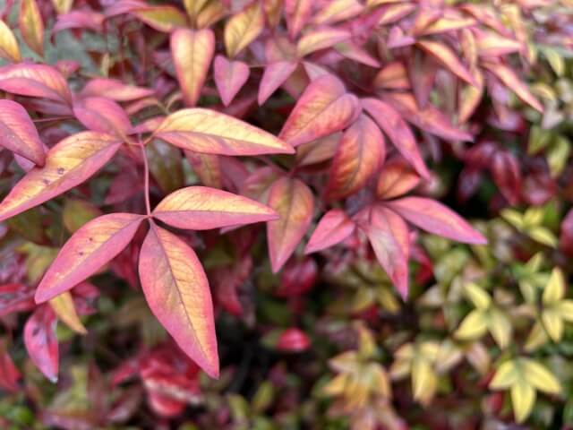 オタフクナンテンの剪定方法を解説！適した時期から注意点まで