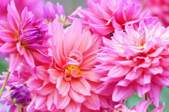 ダリアの球根は植えっぱなしでもいいの？植える時期から保管方法まで
